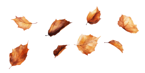 Set of autumn leaves falling against a white background or PNG in a variety of colors and shapes