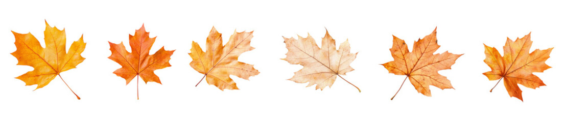 Obraz premium Set of autumn leaves in various shades of orange and yellow arranged in a row against a white background or PNG