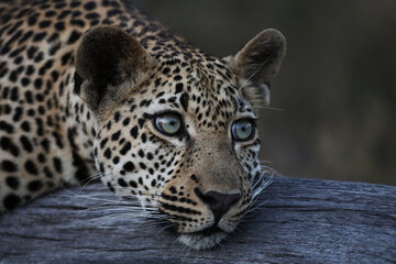 Majestic Leopard in Natural Habitat – Close-Up Shots and Dynamic Wildlife Footage in the African Wilderness