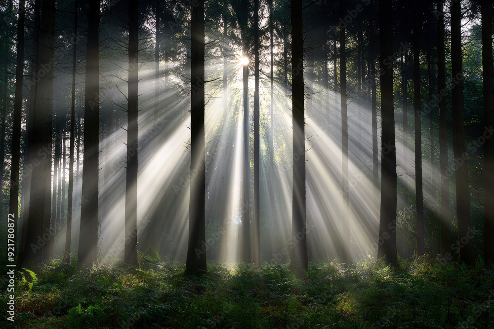 Poster the sun is shining through the trees, creating a beautiful and serene atmosphere. the light is casti