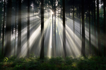 The sun is shining through the trees, creating a beautiful and serene atmosphere. The light is casting long shadows on the forest floor, adding depth and dimension to the scene. The forest is lush