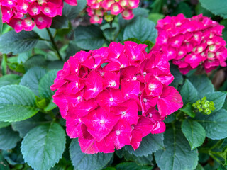 Bigleaf hydrangea (Hydrangea macrophylla) is a species of flowering plant in the family Hydrangeaceae, native to China and Japan.