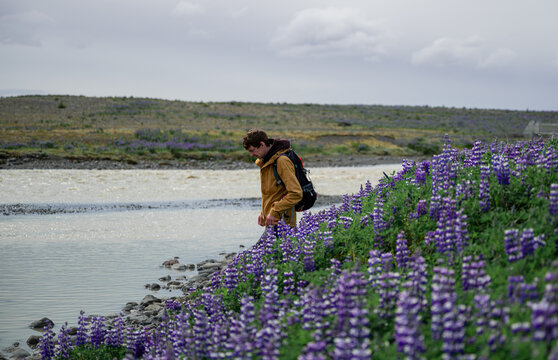young man in a yellow jacket walks in a lupine field, Iceland