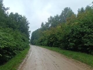 Talsa park during cloudy summer day. Oak and birch tree woodland. Cloudy day with white clouds in sky. Bushes and small are growing in woods. Nature. Talsos parkas.