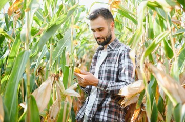 Yong handsome agronomist in the corn field and examining crops before harvesting. Agribusiness concept. agricultural engineer standing in a corn field