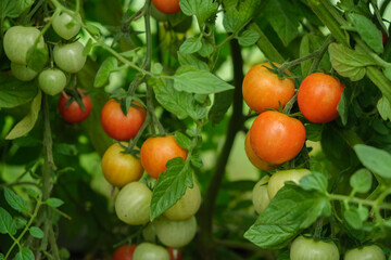 Organic cherry tomatoes ripen on a branch of a tomato plant in a greenhouse close-up. Agriculture and gardening concept.