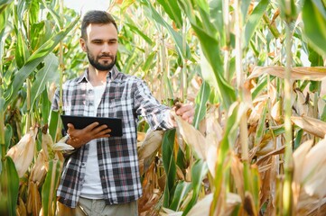 A man inspects a corn field and looks for pests. Successful farmer and agro business.