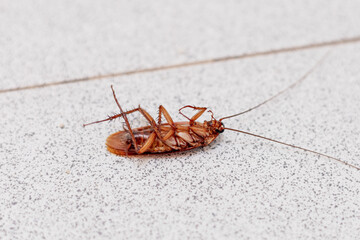 A close-up image of a dead cockroach lying on its back, showcasing its detailed anatomy and the...
