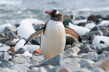 Gentoo penguin Pygoscelis papua portrait. Antarctic Peninsula.  © Иван Грабилин