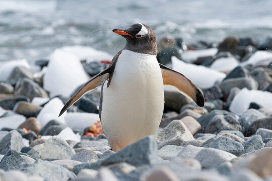 Gentoo penguin Pygoscelis papua portrait. Antarctic Peninsula. 