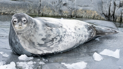 Wedell seal lounging on a rock on the Antarctic Peninsula in Antarctica. 