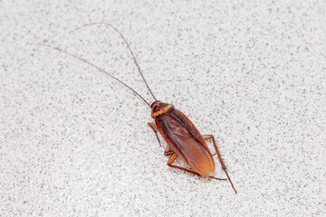 A vivid macro shot of a live cockroach on a speckled gray surface, showcasing the detailed texture...