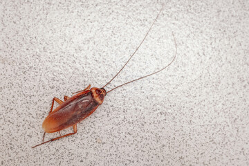 A vivid macro shot of a live cockroach on a speckled gray surface, showcasing the detailed texture of its body and long antennae, perfect for pest control and hygiene-related themes.