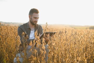 Agronomist inspects soybean crop in agricultural field - Agro concept - farmer in soybean...