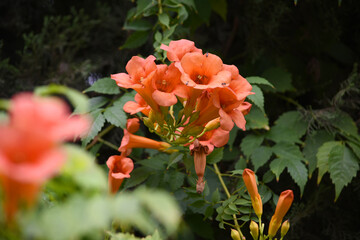 Campsis radicans also known as trumpet creeper, the trumpet vine, orange trumpet vine flower, Bright orange flowers of Campsis radicans, orange flower closeup shot, Chakwal, Punjab, Pakistan