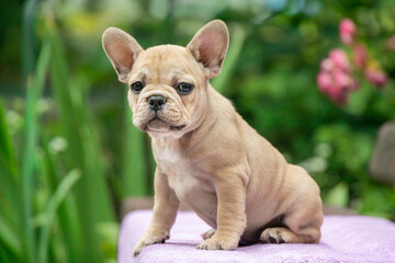 cute french bulldog puppy portrait