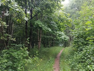 Talsa park during cloudy summer day. Oak and birch tree woodland. Cloudy day with white clouds in sky. Bushes and small are growing in woods. Nature. Talsos parkas.