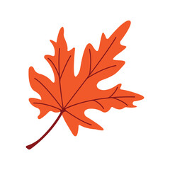 Obraz premium Autumn oak leaf