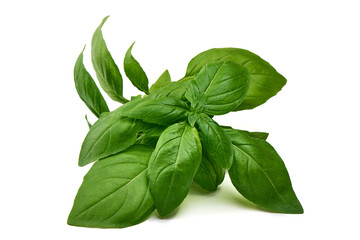 Obraz premium Fresh green Basil leaves, isolated on white background.