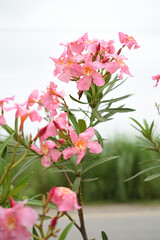 Nerium oleander in bloom, Pink siplicity bunch of flowers and green leaves on branches, Nerium Oleander shrub Pink flowers, ornamental shrub branches in daylight, bunch of flowers closeup