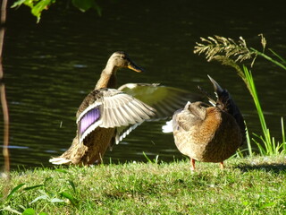 A pair of winged ducks at the lake shore in the park at the summertime