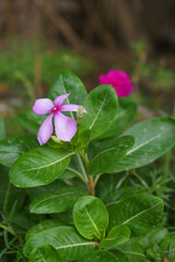 Close-up view of purple madagascar periwinkle, The scientific name is Catharanthus roseus, purple periwinkle flower closeup, Cape Periwinkle, Graveyard plant, Madagascar Periwinkle, Old Maid, closeup 