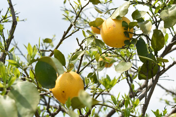 ripe oranges on tree, close-up of a beautiful orange tree with orange, fruit hanging on a tree, Close-up of ripe oranges hanging on a tree in an orange plantation garden, Chakwal, Punjab, Pakistan