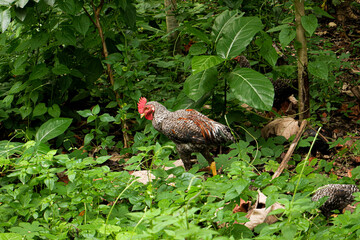 a wild chicken in the green forest, rooster in the forest