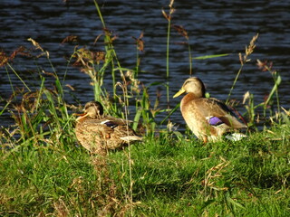 Polish funny Ducks standing at the sunset 