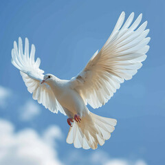 Sky funeral background with white dove