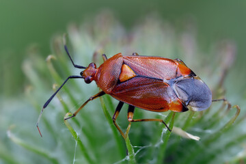 Rote Weichwanze - Deraeocoris ruber