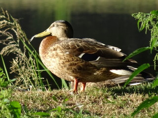Polish funny Duck with a feather in it's beak standing on the shore of the lake during summer