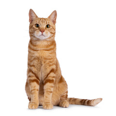 Handsome young purebred  European Shorthair cat, sitting up facing front. Looking straight to...