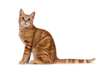 Handsome young purebred  European Shorthair cat, sitting up side ways. Looking straight to camera...