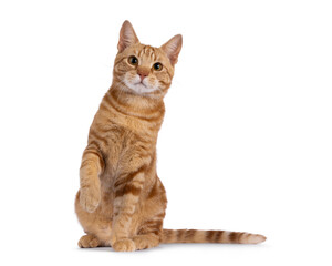 Handsome young purebred  European Shorthair cat, sitting up facing front. Looking straight to...
