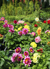 sale of blooming vegetative dahlias at a garden fair
