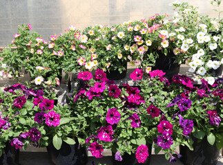 sale of blooming petunias in plastic containers at a garden market