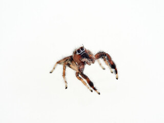 Jump spider in a white background. Thyene imperialis  