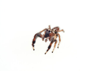 Jump spider in a white background. Thyene imperialis  