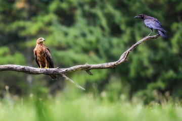 Kite and crow look at each other defiantly perched on a branch in a forest in Bizkaia
