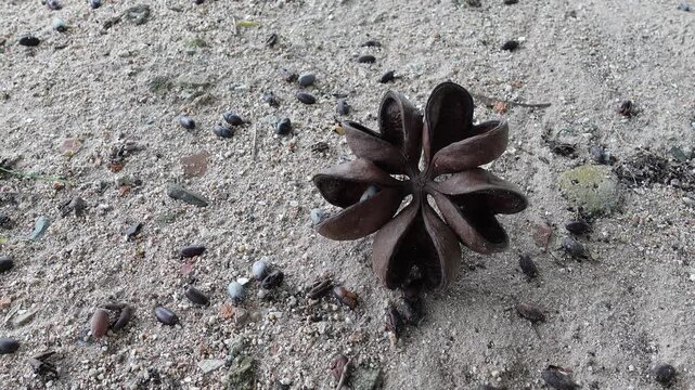 Java olive on the ground.