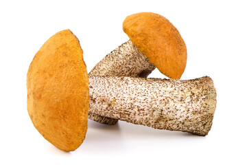 ?spen mushroom, isolated on white background.