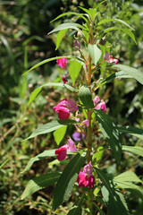 Close-up of Impatiens balsamina plants in bloom in the flowerbed . Also calleds balsam, garden balsam, rose balsam, touch-me-not or spotted snapweed