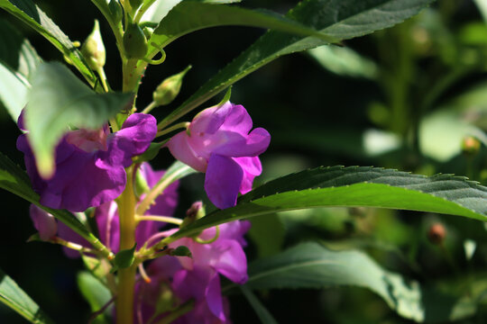 Close-up of Impatiens balsamina plants in bloom in the flowerbed . Also calleds balsam, garden balsam, rose balsam, touch-me-not or spotted snapweed