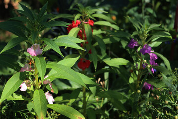 Close-up of Impatiens balsamina plants in bloom in the flowerbed . Also calleds balsam, garden balsam, rose balsam, touch-me-not or spotted snapweed