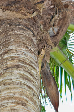 Calotes emma sits on a tree Thailand