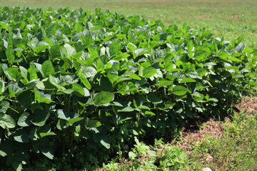 Detail of green Soybean field in summer. Glycine max. Agricultural landscape