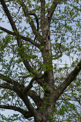 A tree trunk with branches and leaves in spring