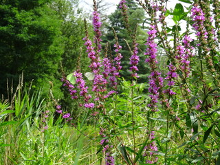 Obraz premium Purple flowers in the summer garden 