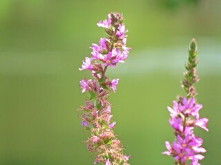 Obraz premium Macro of Purple flowers in the summer garden 